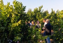 Fruit fly outbreaks in SA