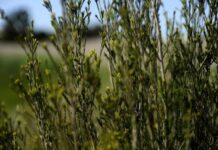 Native vegetation grants now available