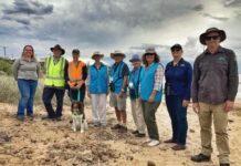 Nessie outfoxes unwelcome visitors on Fleurieu beaches
