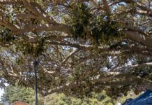 Council to draft global market policy in Victor Harbor