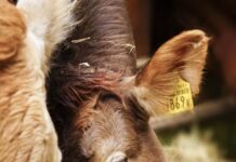 Funding for methane reduction research