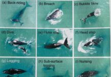 Rules to whale watching