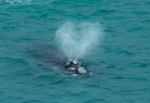 Welcome to first southern right whale