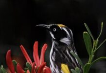 Wendy wins photo of month