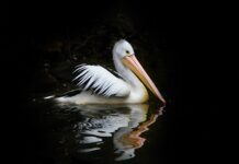 Water flows affecting birdlife