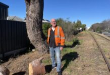 SteamRanger fells pine trees at railend of National Rail Safety Week