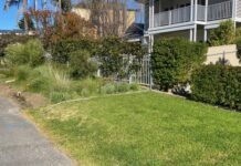 Planting on the verge