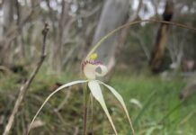 Thinking threatened species for National Biodiversity Month