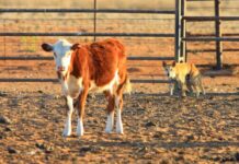 Management for wild dogs