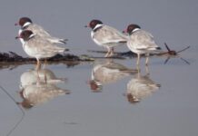 Be a plover lover