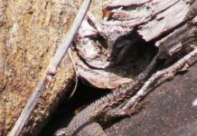 September was biodiversity month