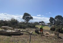 Salvos development prompts tree removal