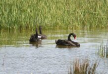 Why we should love our reeds