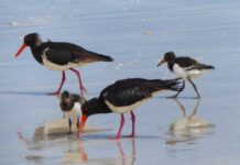 Beach species need protection