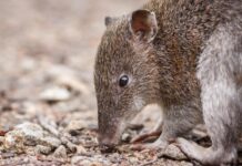 Caring for bandicoots and their habitat