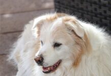 SES: Be prepared for heat