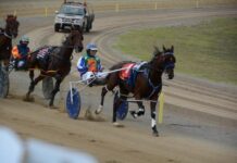 Harness racing season