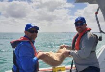 Summer of seagrass for Fleurieu waters