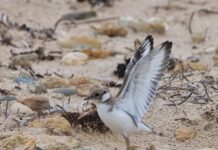 High hopes for Hooded Plovers