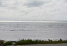 Shark attack claims young life