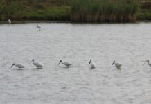 Flood boosts Coorong’s health
