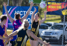 The Tigers to be hunted