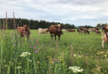 getting cows undercover