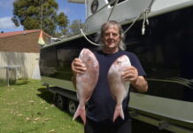 Snapper only in the South East