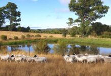 Funds to improve dam performance