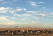 Heat impacts sheep repfroduction