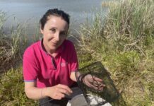 Can Yarra pygmy perch avoid extinction?