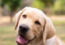 Celebrate Guide Dogs