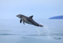 Dolphin Watch in fight to end captivity