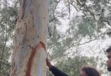 Cedric passes on his connection