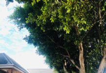 The importance of street trees