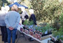 Nangawooka plant sale successful