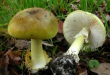 Wild mushroom warning