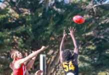 Roosters on the board