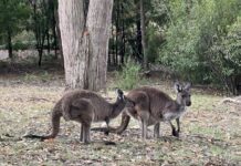 Kangaroo numbers to be surveyed