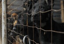 New laws ban puppy farms