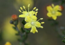 $8m for native vegetation restoration
