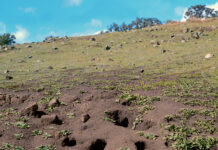 New measures to tackle rabbits