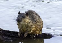 Meet the Coorong river rat, Rakali