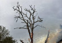 Firefighters stop tree fire from spreading into paddock