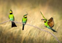 Camera club creates history