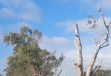 Wind rips up trees, roofs, and waves