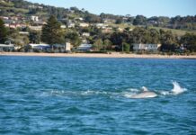 Victor a holiday hotspot for the hip pocket