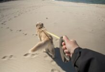 Dog off leash trial extended