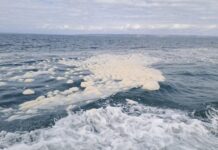 New government website launched for algae information