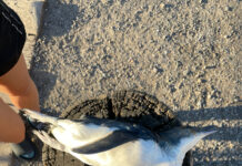 Results of testing on dead sharks, penguins released